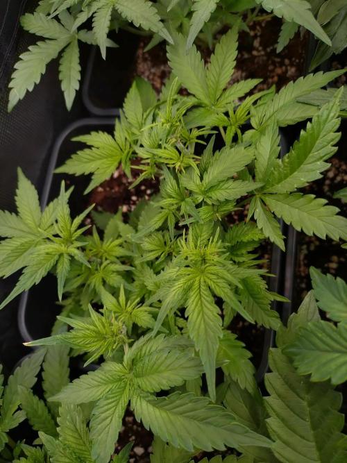 Cinderella Auto Fastbuds. Week 6