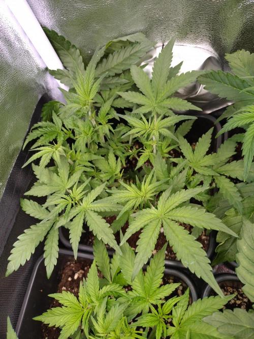 Cinderella Auto Fastbuds. Week 6