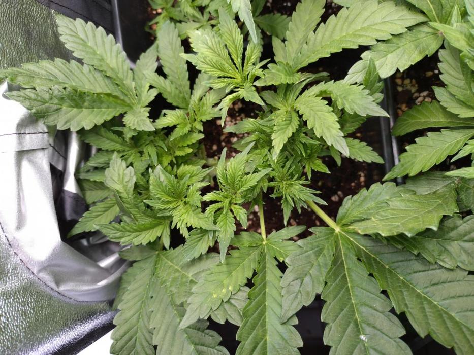 Purple Lemonade Auto RQS. Week 6