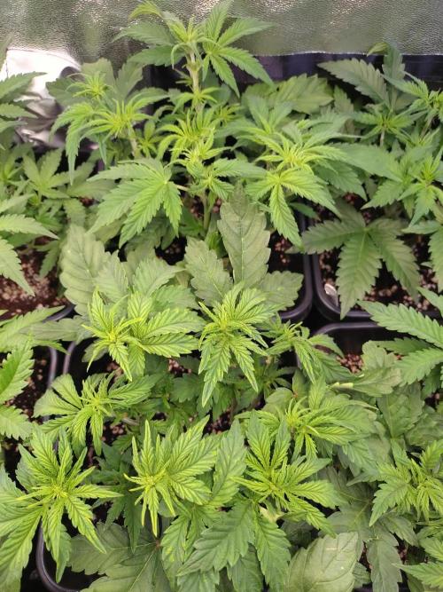 Hulkberry Auto RQS. Week 6