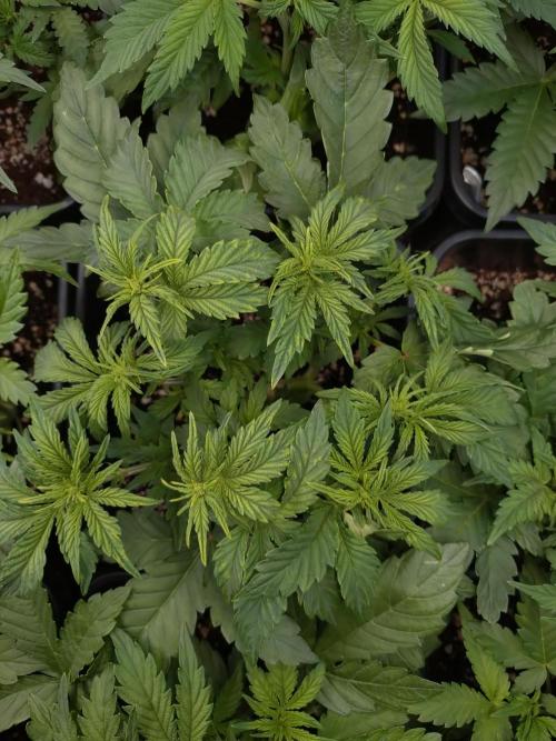 Hulkberry Auto RQS. Week 6