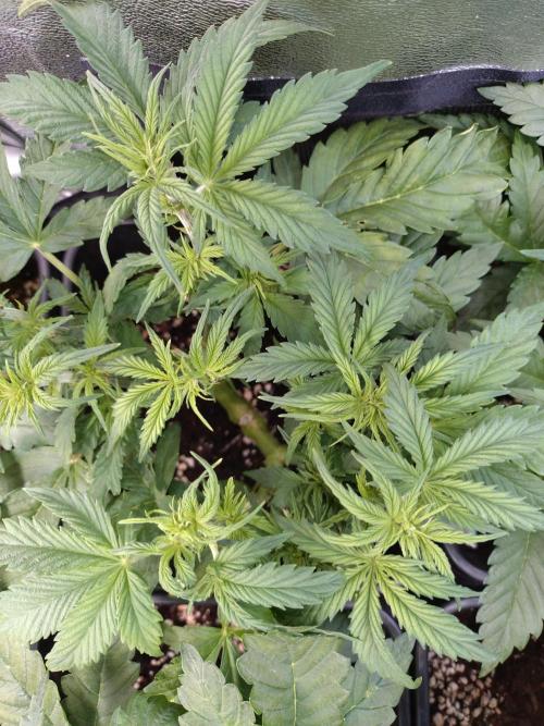 Hulkberry Auto RQS. Week 6