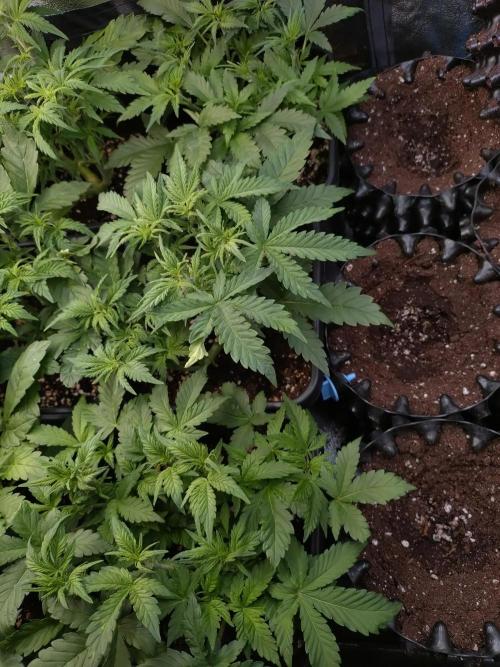 Grape Pop Rocks Auto Anesia Seeds. Week 6