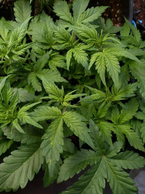 Grape Pop Rocks Auto Anesia Seeds. Week 6