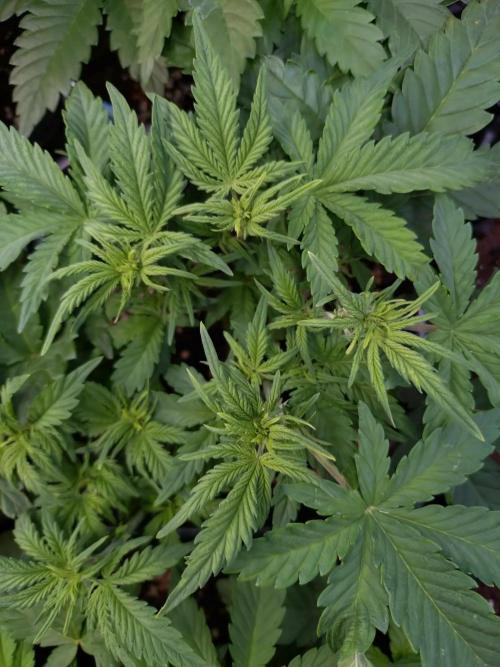 Grape Pop Rocks Auto Anesia Seeds. Week 6