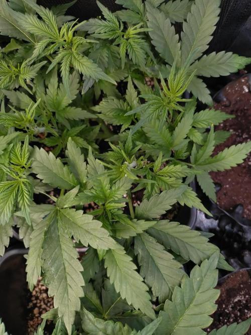 Grape Pop Rocks Auto Anesia Seeds. Week 6