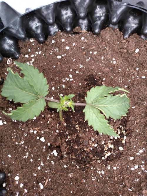 Purplematic CBD Royal Queen Seeds. Week 3