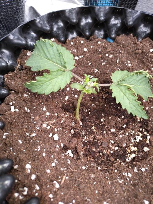 Purplematic CBD Royal Queen Seeds. Week 3