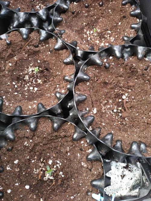 RF3 Auto Mixpack Fastbuds. Week 0