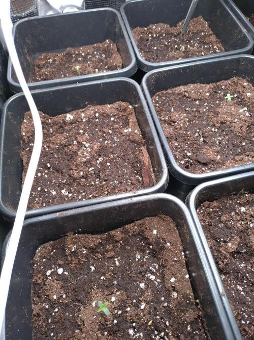 RF3 Auto Mixpack Fastbuds. Week 0