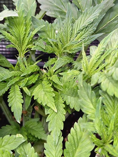 Purple Lemonade Auto RQS. Week 6