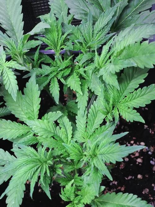 Purple Lemonade Auto RQS. Week 6