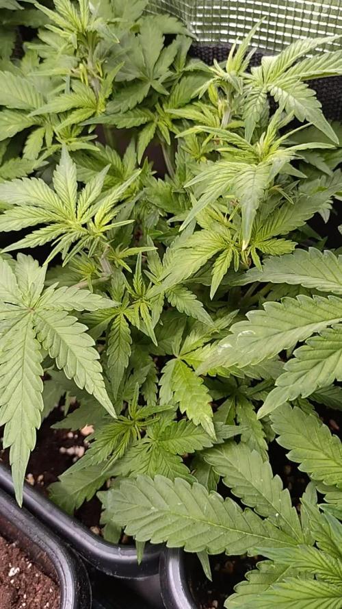 Cinderella Auto Fastbuds