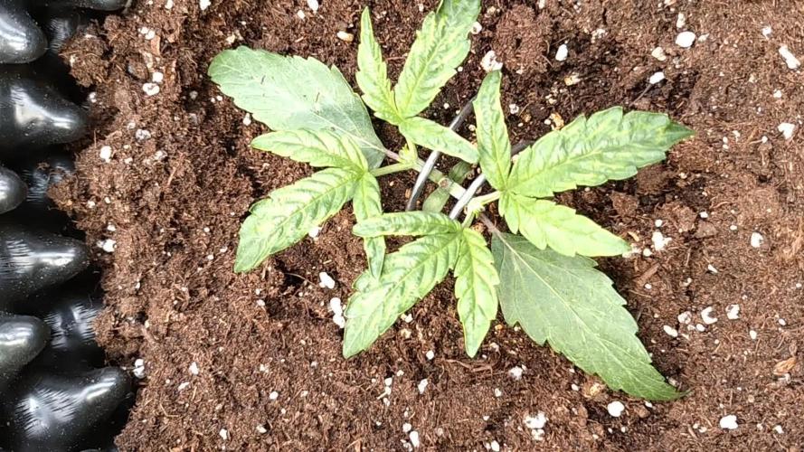 Thin Mint x Sour Pinot Auto Barneys Farm