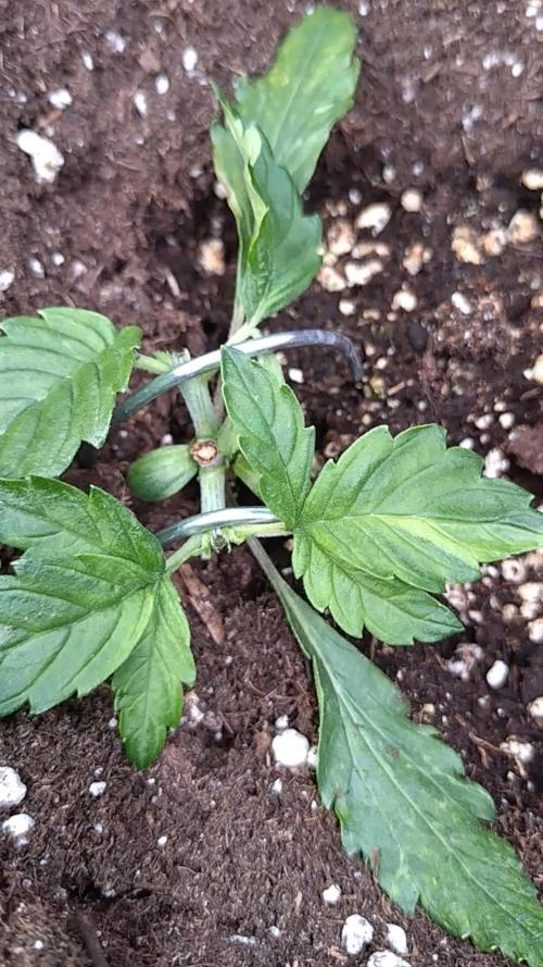 Sticky Broccoli Auto ZMA Eternity Cup'26