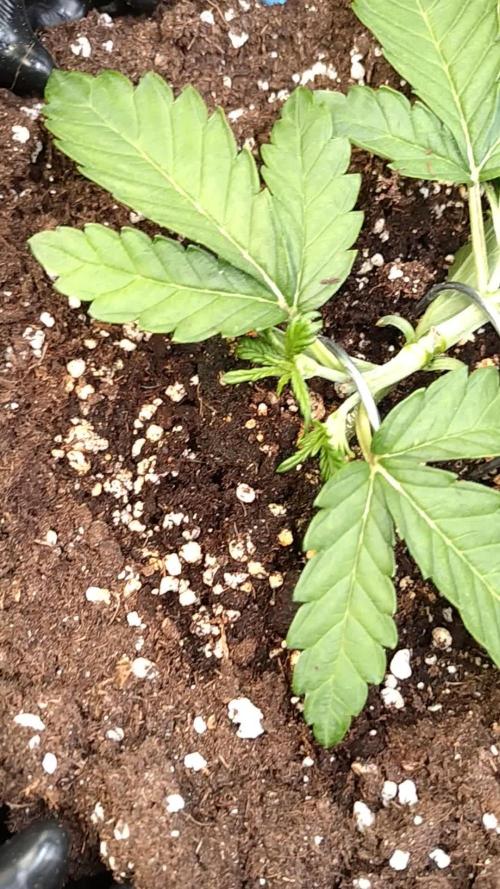 Cherry Cola RF3 Auto Fastbuds