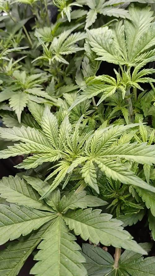 Strawberry Cheesecake Auto Barneys Farm