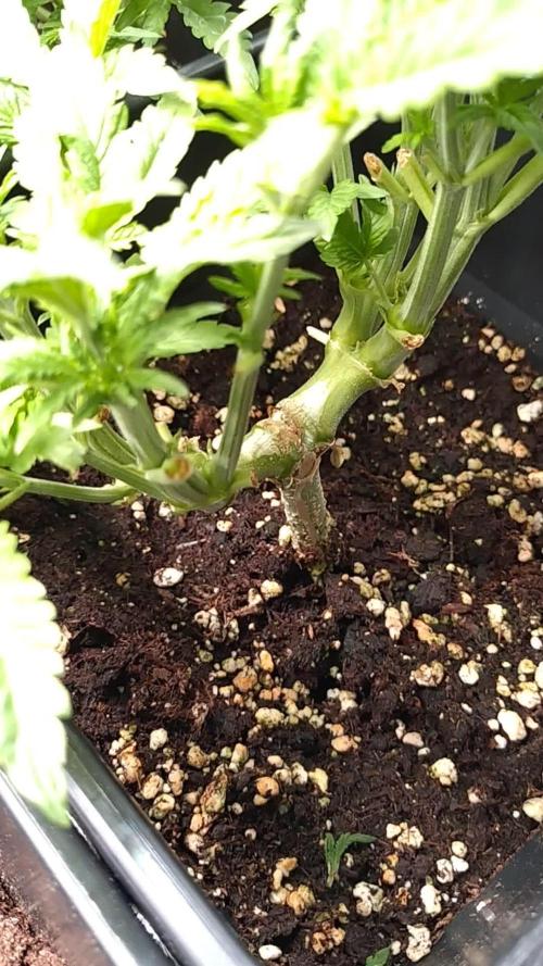 Purple Lemonade Auto RQS