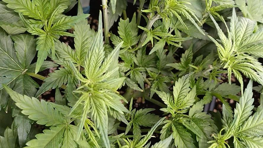 Grape Pop Rocks Auto Anesia Seeds