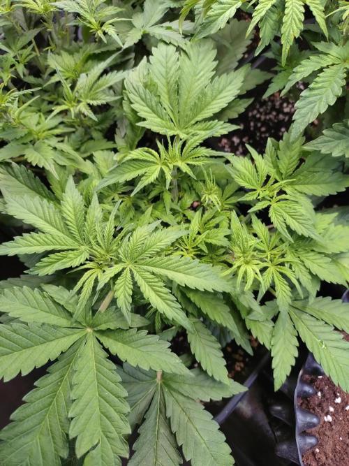 Strawberry Cheesecake Auto Barneys Farm. Week 6