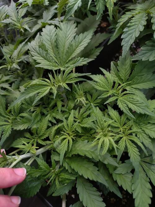 Strawberry Cheesecake Auto Barneys Farm. Week 6