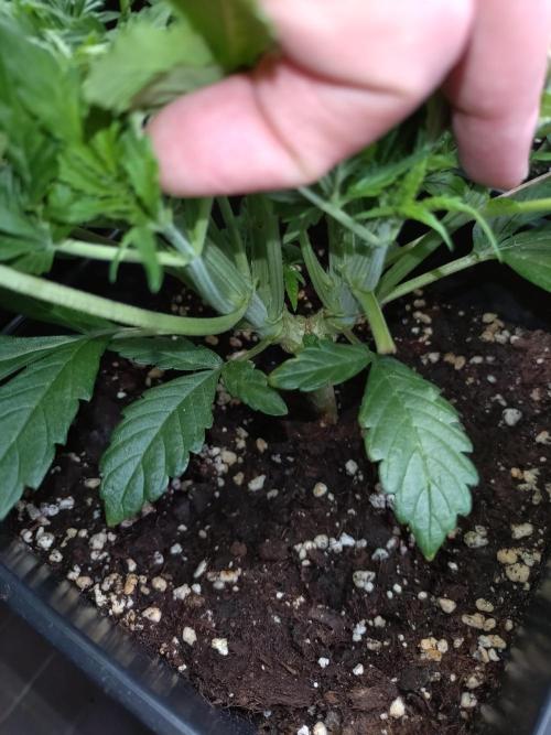 Strawberry Cheesecake Auto Barneys Farm. Week 6