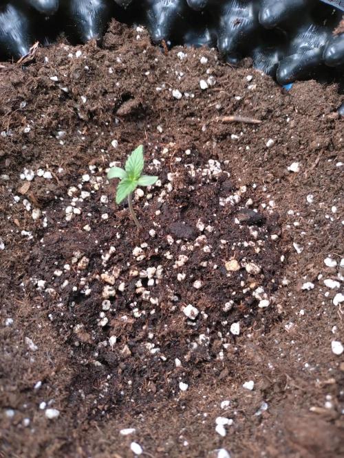 Z-Up Auto Fastbuds. Week 1