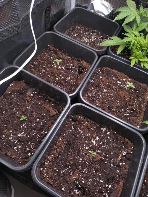 RF3 Auto Mixpack Fastbuds. Week 1