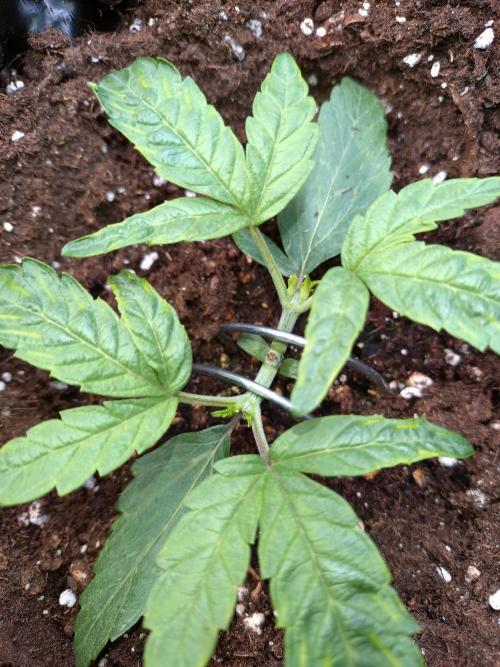 Thin Mint x Sour Pinot Auto Barneys Farm. Week 3