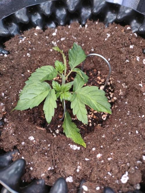 Sticky Broccoli Auto ZMA Eternity Cup'26. Week 4