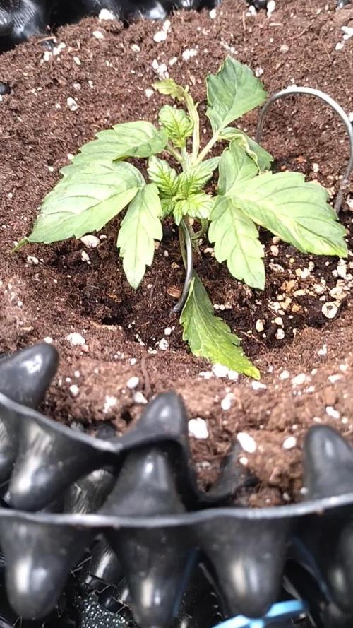 Sticky Broccoli Auto ZMA Eternity Cup'26