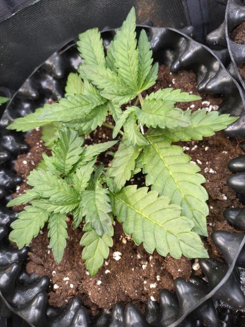 Cherry Cola RF3 Auto Fastbuds. Week 4