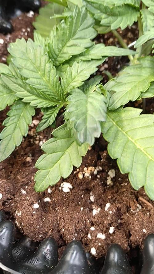 Cherry Cola RF3 Auto Fastbuds