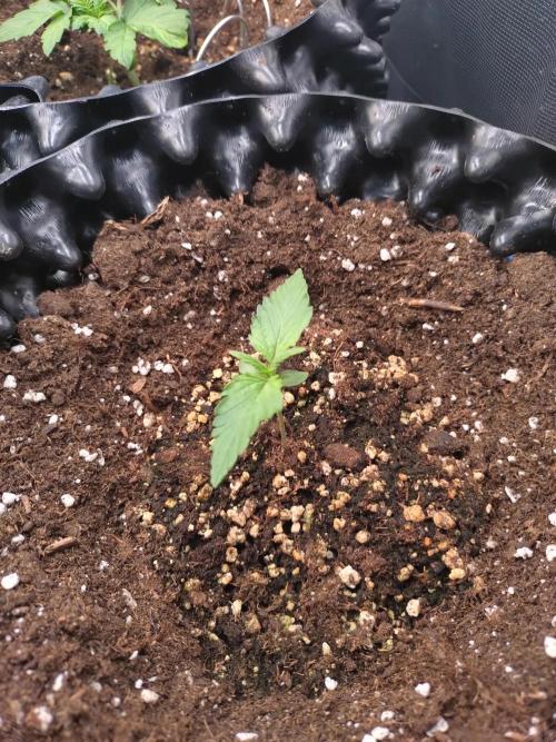 Z-Up Auto Fastbuds. Week 1