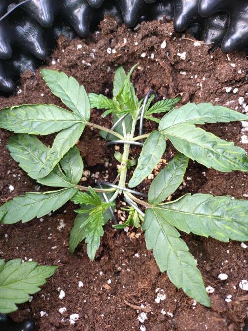 Thin Mint x Sour Pinot Auto Barneys Farm. Week 3