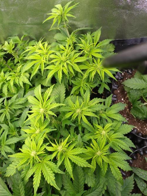 Hulkberry Auto RQS. Week 6