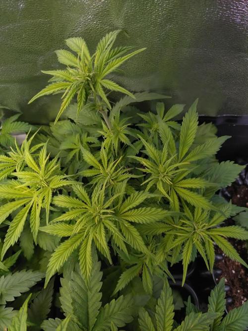 Hulkberry Auto RQS. Week 6