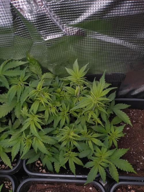 Cinderella Auto Fastbuds. Week 6