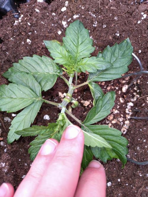 Sticky Broccoli Auto ZMA Eternity Cup'26. Week 4