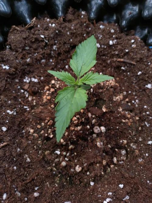 Z-Up Auto Fastbuds. Week 1