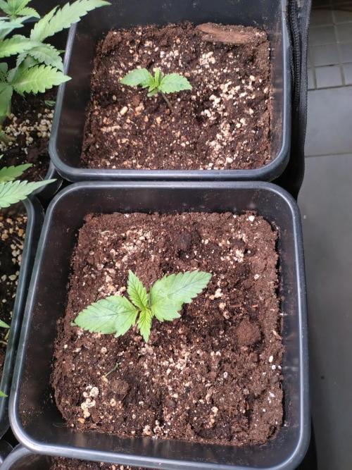 RF3 Auto Mixpack Fastbuds. Week 1