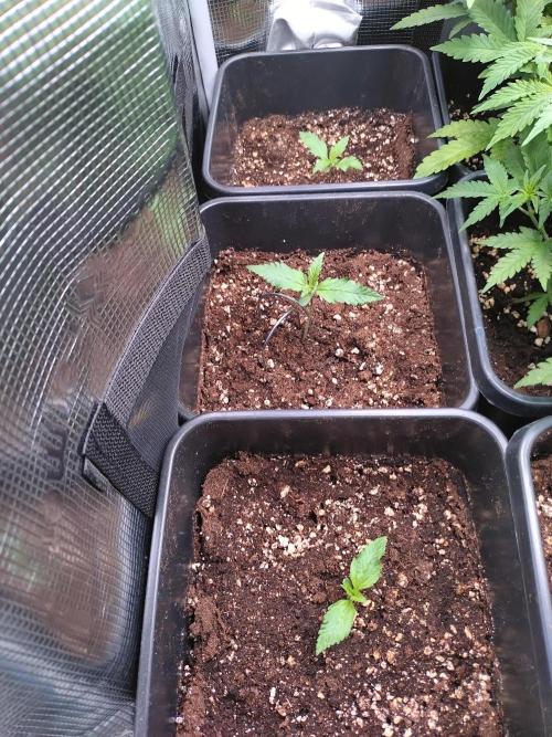 RF3 Auto Mixpack Fastbuds. Week 1