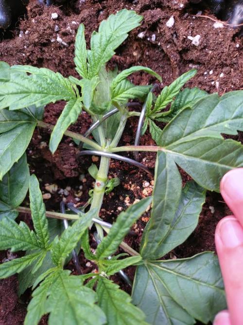 Thin Mint x Sour Pinot Auto Barneys Farm. Week 3