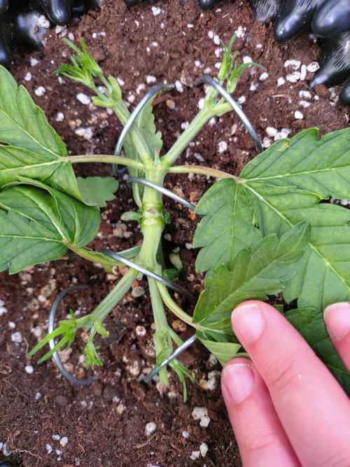 Cherry Cola RF3 Auto Fastbuds. Week 4