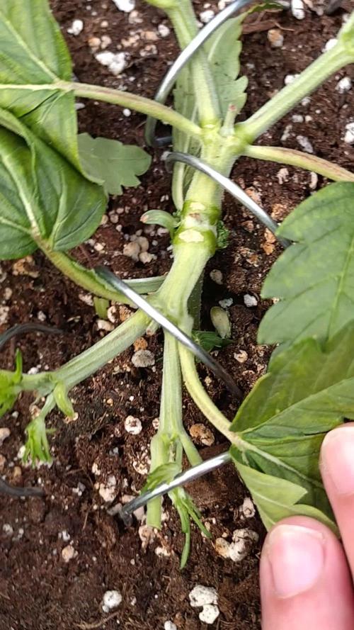 Cherry Cola RF3 Auto Fastbuds