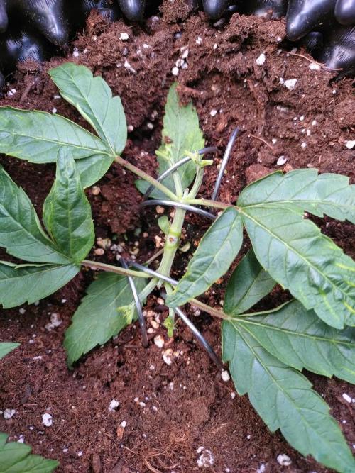 Thin Mint x Sour Pinot Auto Barneys Farm. Week 3