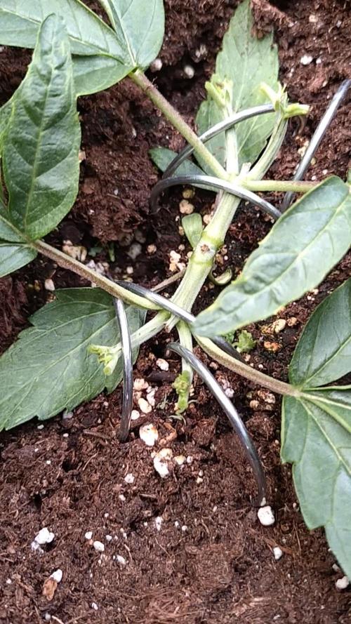 Thin Mint x Sour Pinot Auto Barneys Farm