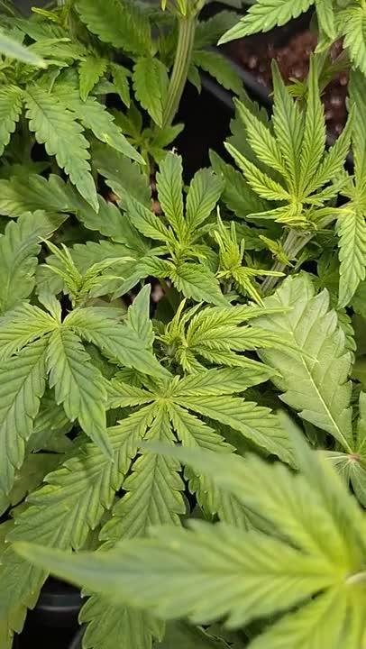 Purple Lemonade Auto RQS