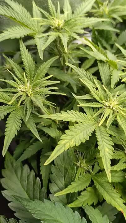 Grape Pop Rocks Auto Anesia Seeds