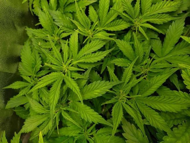 Grape Pop Rocks Auto Anesia Seeds. Week 7